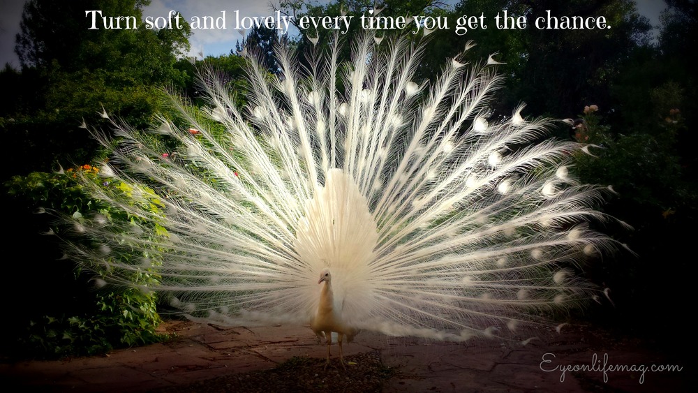 Beauty Quotes About Peacocks. QuotesGram Beauty Quotes About Peacocks. QuotesGram