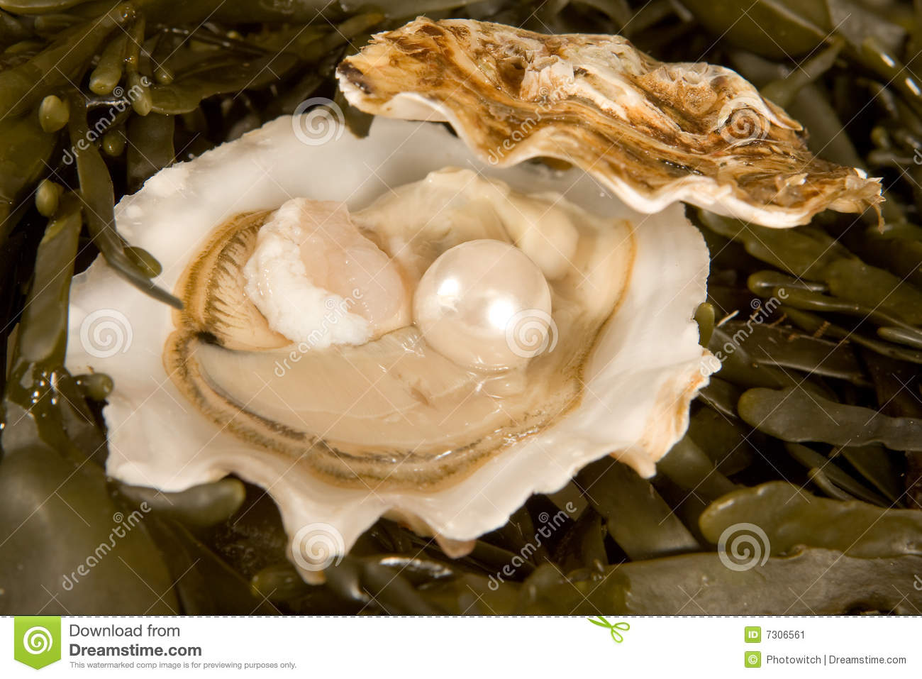 Quotes Of Oysters And Pearls. QuotesGram1300 x 957