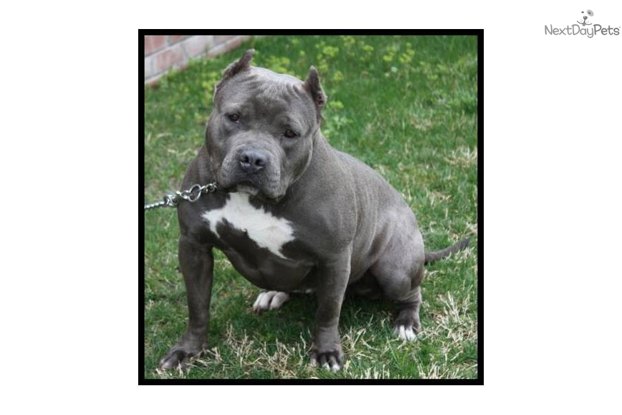 Quotes Funny American Bully. QuotesGram Quotes Funny American Bully. QuotesGram