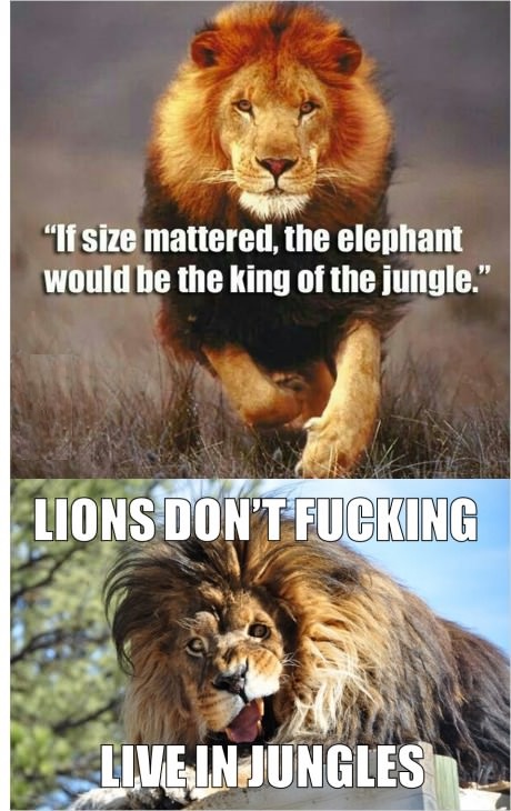 Funny Jungle Quotes. QuotesGram