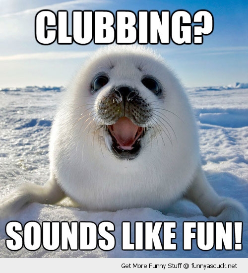 http://cdn.quotesgram.com/img/16/66/429839187-funny-clubbing-sounds-fun-baby-seal-pics.jpg