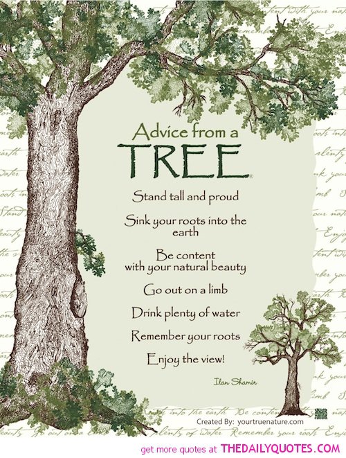 Quotes About Friendship And Trees. QuotesGram