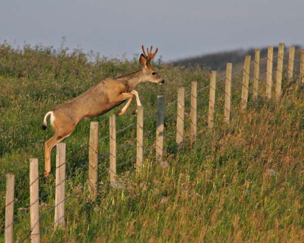 Deer Jumping Quotes. QuotesGram