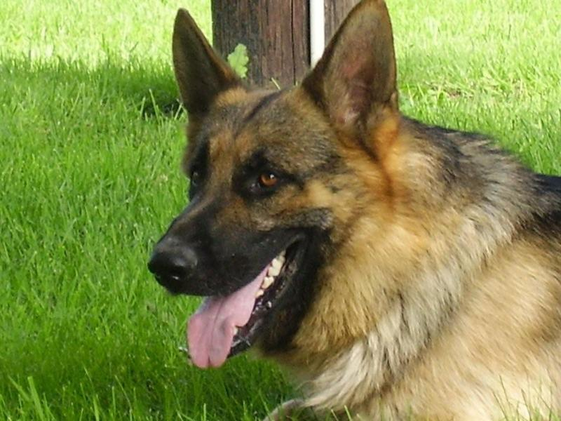 german shepherd puppies ohio german shepard quotes quotesgram german shepherd puppies ohio german shepard quotes quotesgram