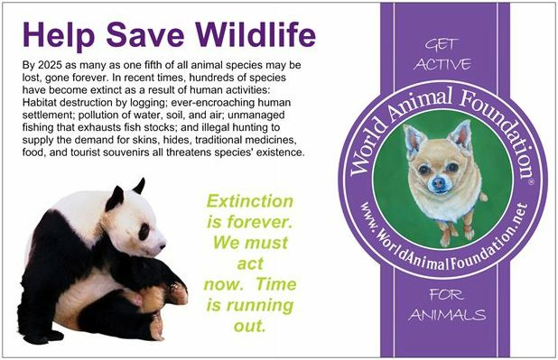 how animals help humans essay Ielts writing task 2: 'animal testing' essay opponents of such research argue that humans have no right to subject animals to this hope you will help me. how animals help humans essay Ielts writing task 2: 'animal testing' essay opponents of such research argue that humans have no right to subject animals to this hope you will help me.