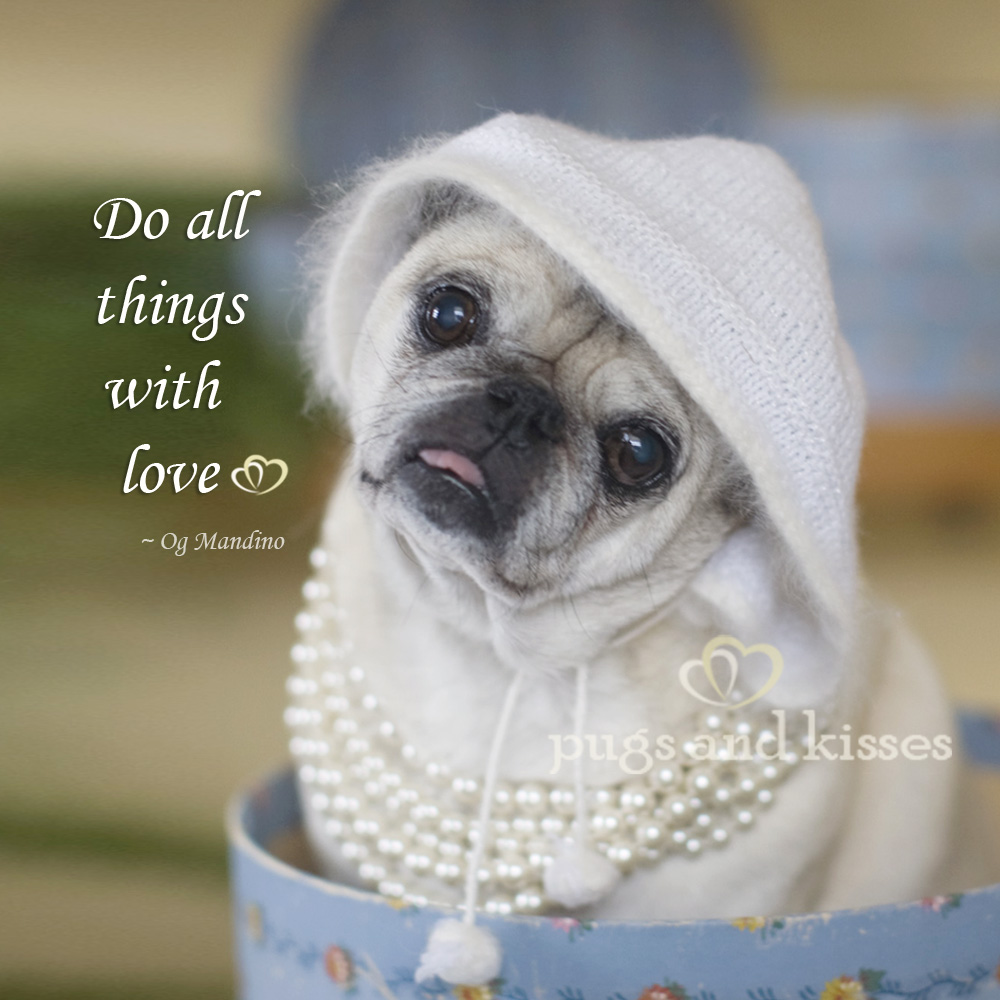 quotes about pugs quotes about pugs quotesgram quotes about pugs quotes about pugs quotesgram