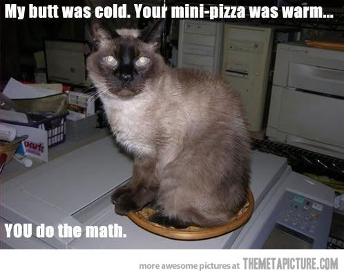 Kittens With Quotes About Math. QuotesGram