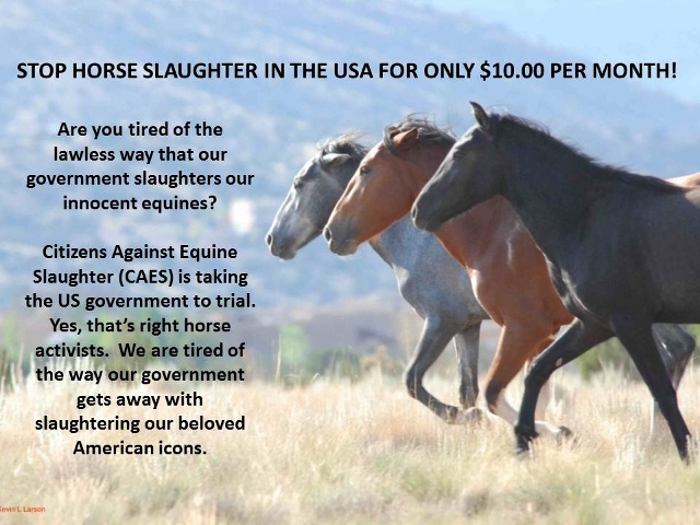 anti horse slaughter essay Horse racing: stop it (or at least reform it) by (an anti -inflammatory), and most end up broken down or are sent to europe for slaughter horse illustrated. anti horse slaughter essay Horse racing: stop it (or at least reform it) by (an anti -inflammatory), and most end up broken down or are sent to europe for slaughter horse illustrated.