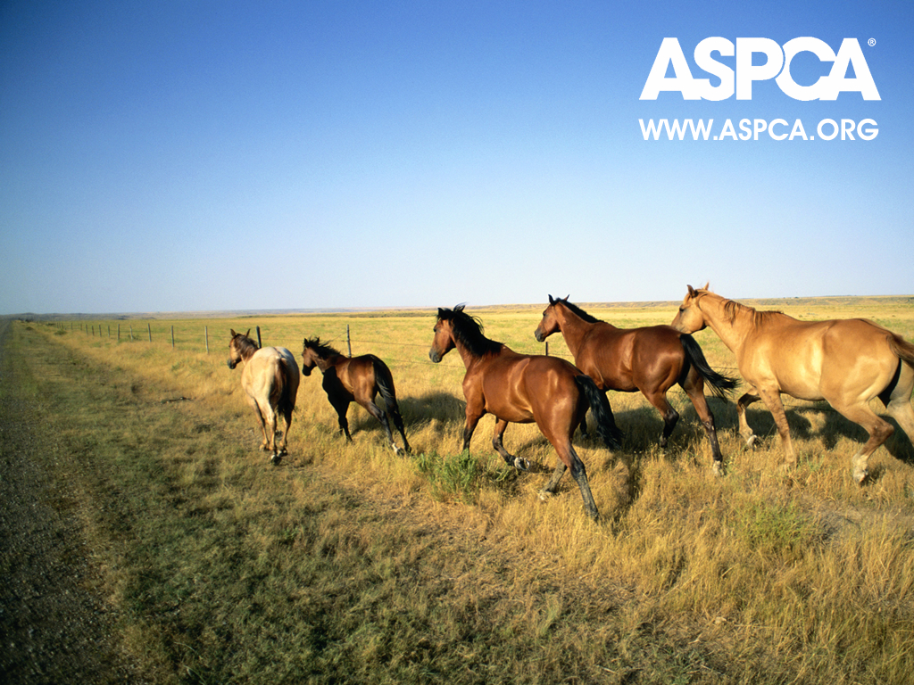 anti horse slaughter essay Horse slaughter has been going on since around the 1980's, and with the slaughter of our formally most important mode of transportation and farming, people began to become anti slaughter while some people were expending energy and money trying to save horses, others were getting rid of old plow horses that could no longer pull, and making a . anti horse slaughter essay Horse slaughter has been going on since around the 1980's, and with the slaughter of our formally most important mode of transportation and farming, people began to become anti slaughter while some people were expending energy and money trying to save horses, others were getting rid of old plow horses that could no longer pull, and making a .