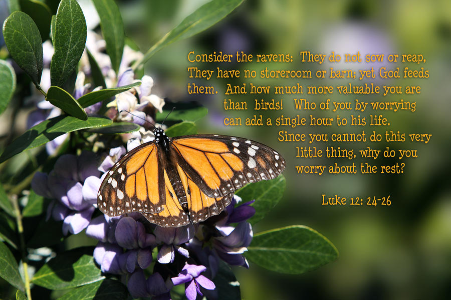 23+ Butterfly (Butterfly Trilogy, #1) Background