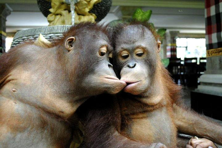 Monkeys Kissing Quotes. QuotesGram