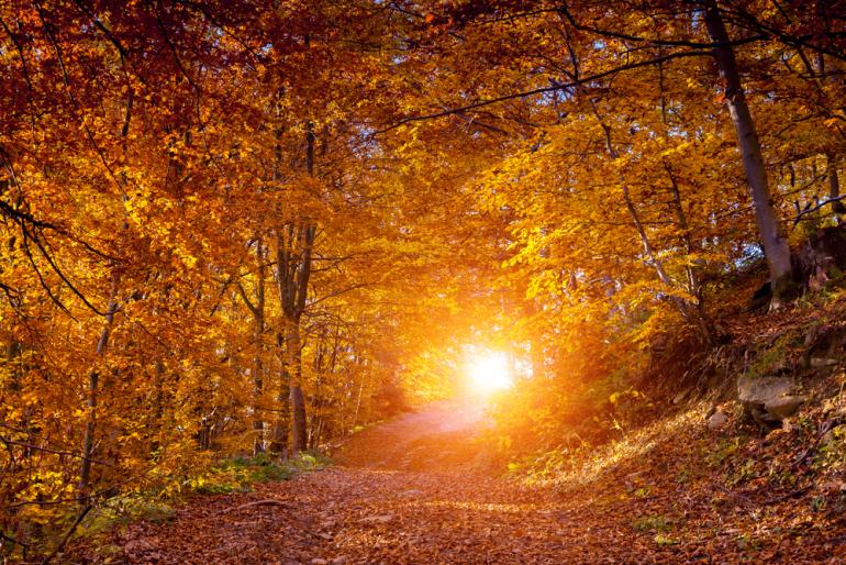 Autumn Gram Autumn Gram