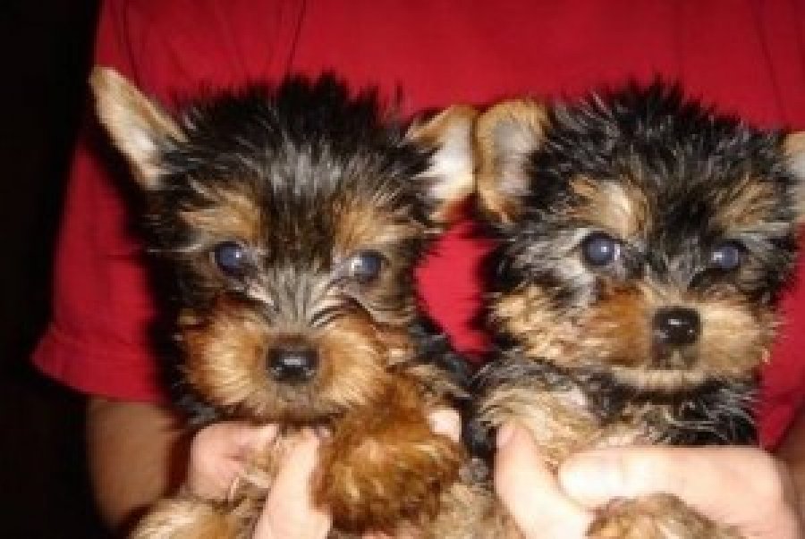 adorable yorkie puppies for adoption yorkie quotes quotesgram adorable yorkie puppies for adoption yorkie quotes quotesgram