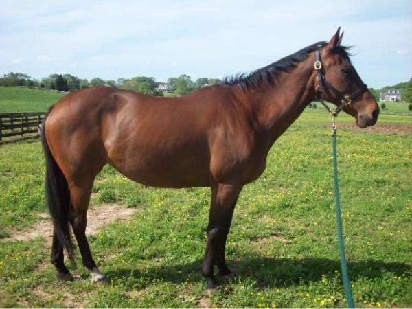 quotes about thoroughbred horses quotesgram quotes about thoroughbred horses quotesgram