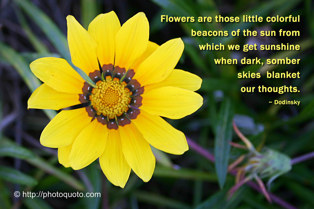 Colorful Flower Quotes. QuotesGram