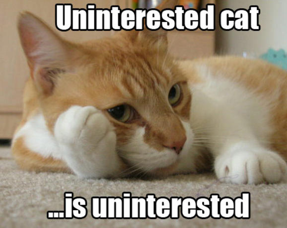 Funny Cat Lover Quotes. QuotesGram