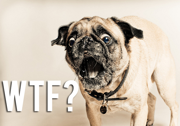 pug quotes sayings pug quotes and sayings quotesgram pug quotes sayings pug quotes and sayings quotesgram