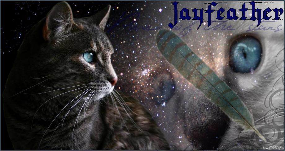 warrior cats jay feather quotes