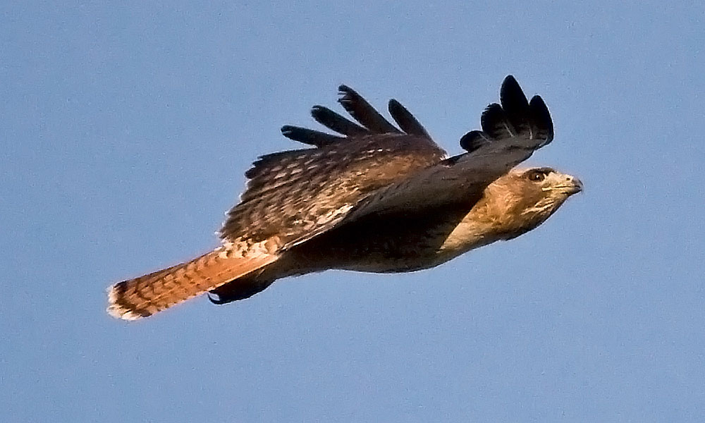 Red Tailed Hawk Quotes. QuotesGram