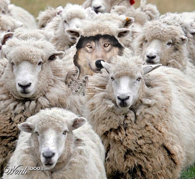 Image result for wolf dressed in sheep's clothing