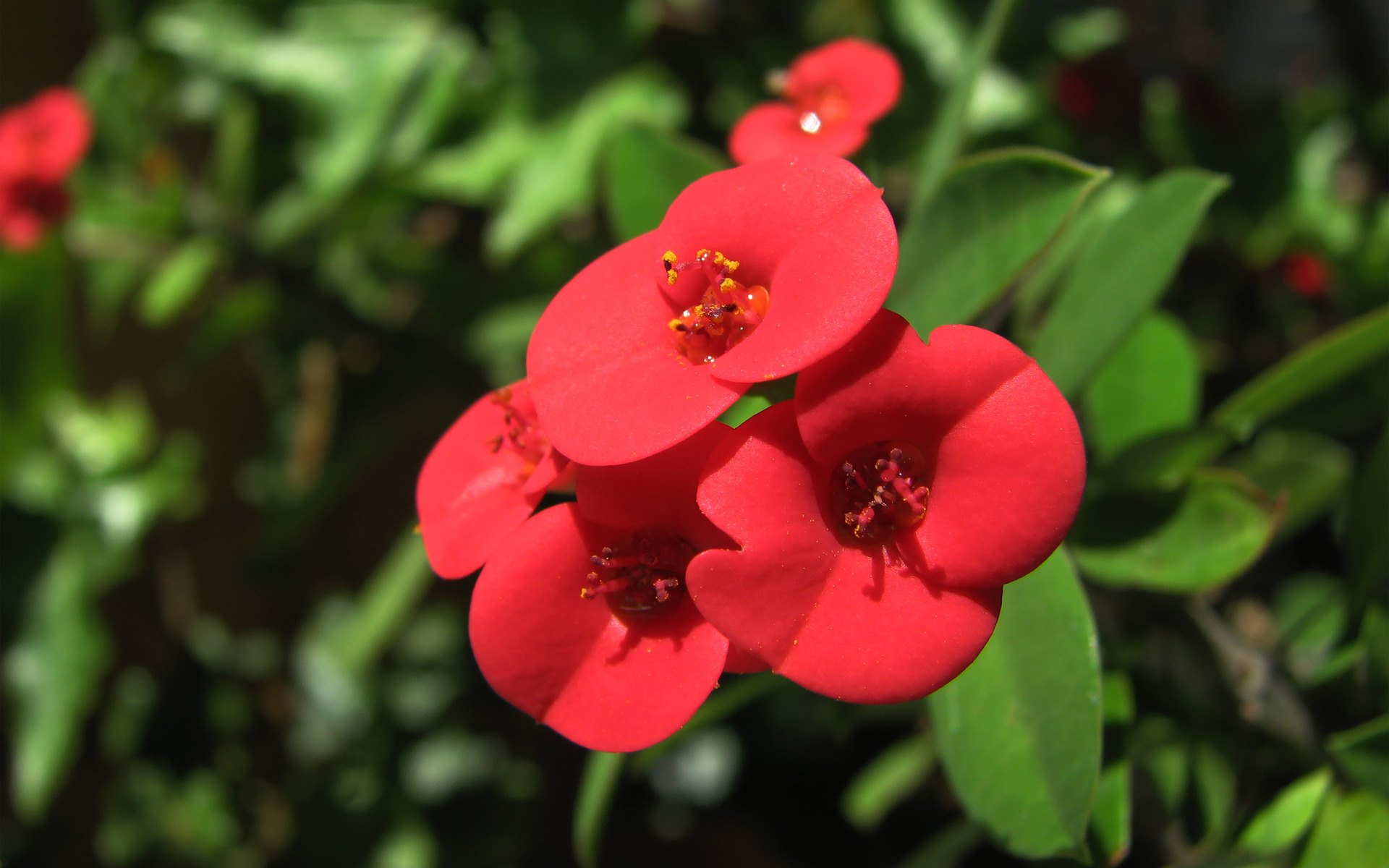 Euphorbia Millii Anyone Else Care To Show Their Crown Of Thorns I Never Tire Looking At Them
