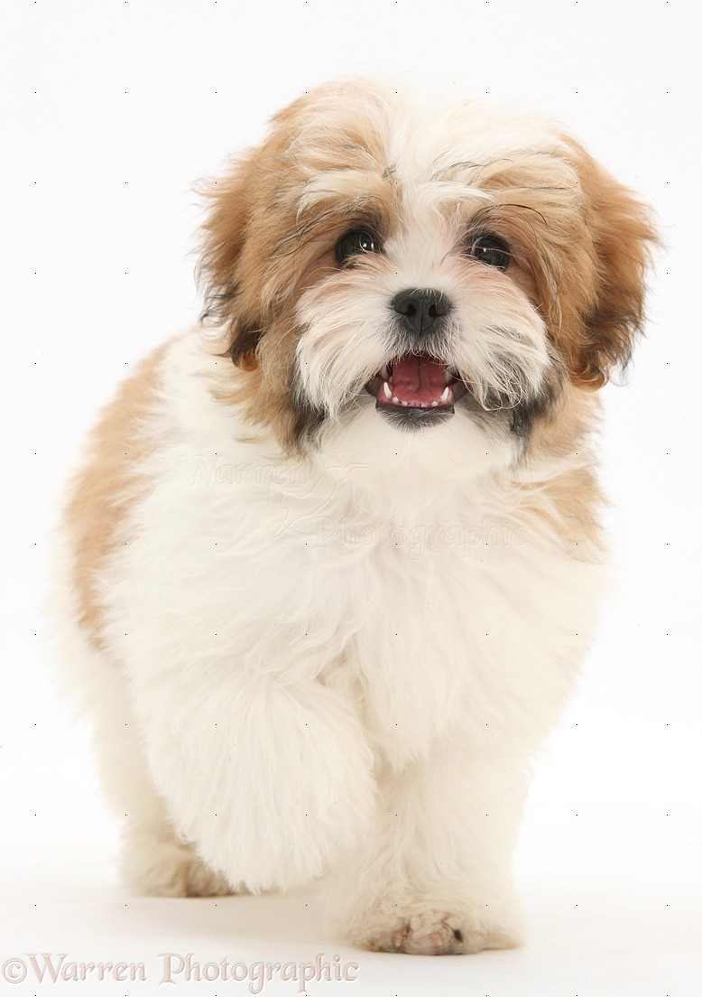 difference between maltese and shih tzu shih tzu quotes quotesgram difference between maltese and shih tzu shih tzu quotes quotesgram