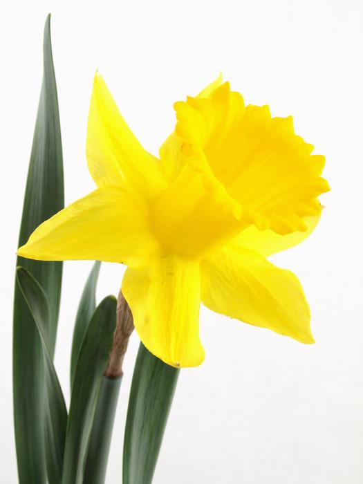 clipart daffodils images - photo #35