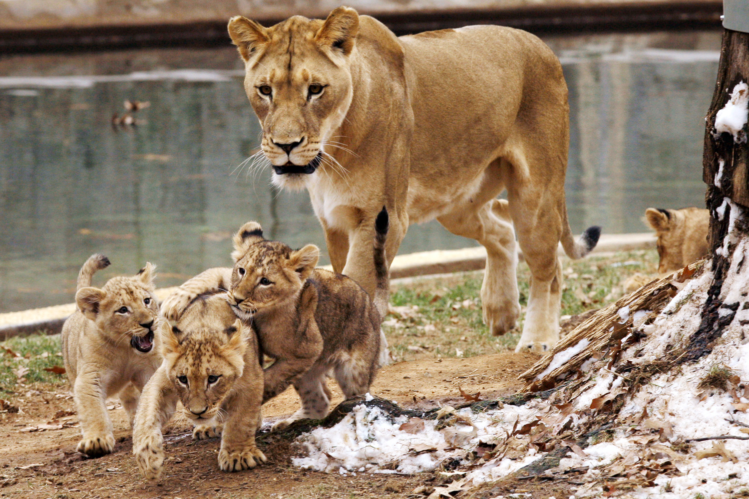 Inspirational Quotes Lion Lioness. QuotesGram Inspirational Quotes Lion Lioness. QuotesGram