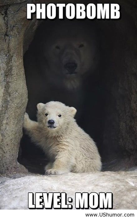 Are not Funny polor bear peeing happens Phrase... Funny polor bear peeing