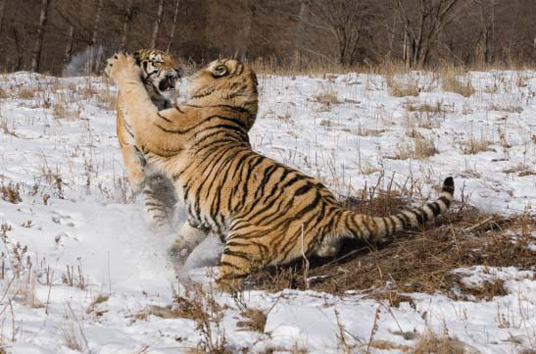 Pandas Predators Quotes. QuotesGram Pandas Predators Quotes. QuotesGram