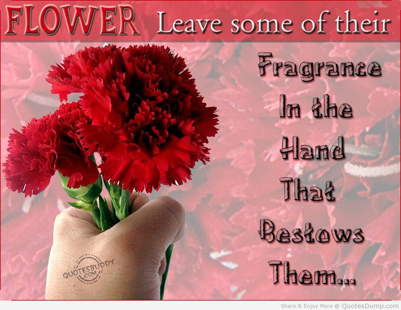 Flower Wallpaper With Quotes. QuotesGram