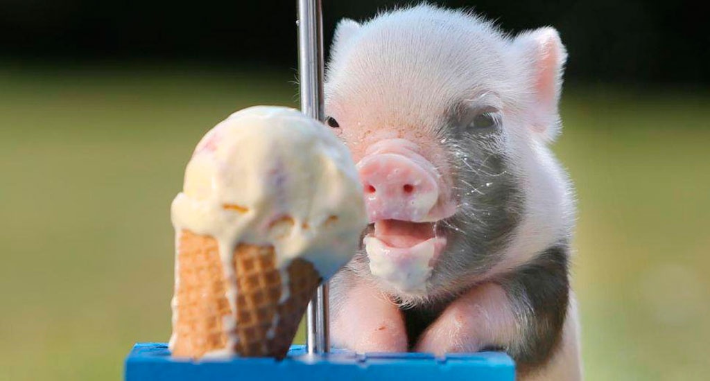 What Kind Of Oil Do I Need >> Cute Quotes About Pigs. QuotesGram What Kind Of Oil Do I Need >> Cute Quotes About Pigs. QuotesGram