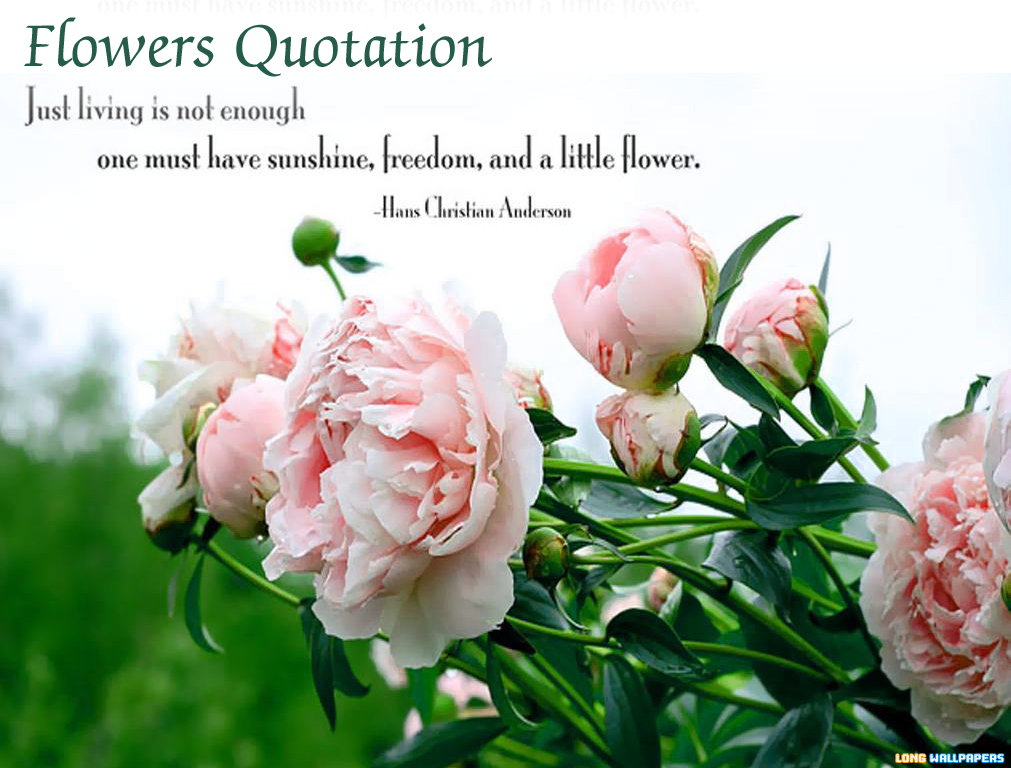 Beautiful Beautiful Flowers With Quotes. QuotesGram
