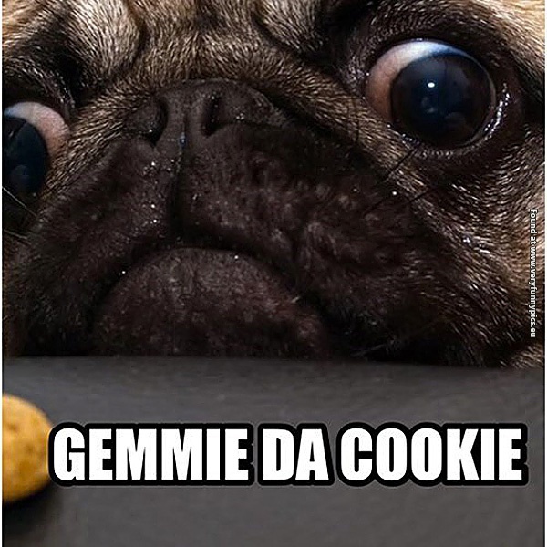 pug pics with quotes pug quotes quotesgram pug pics with quotes pug quotes quotesgram