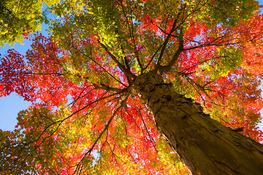 Risultati immagini per tree in autumn