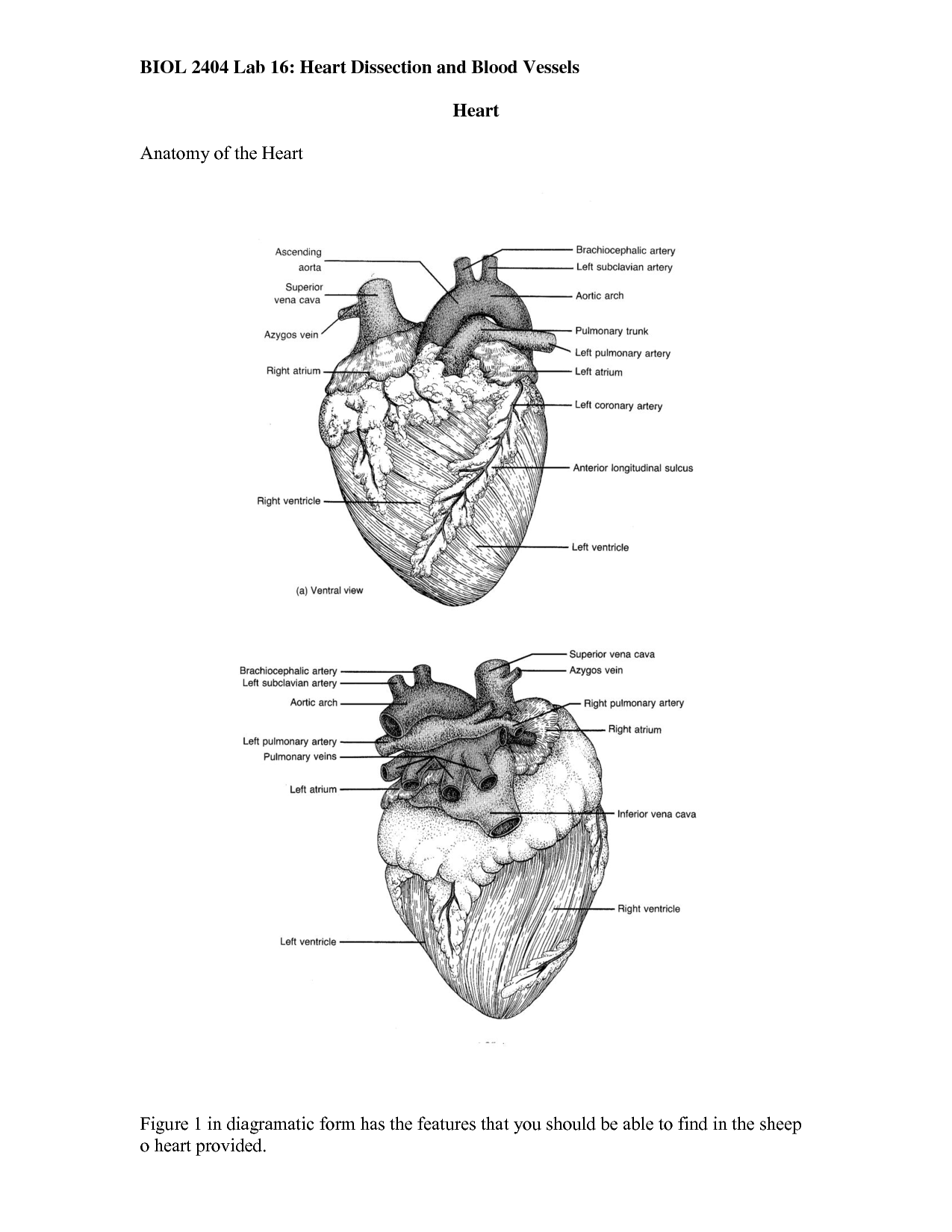 worksheet Sheep Heart Dissection Worksheet dissected quotes quotesgram follow us