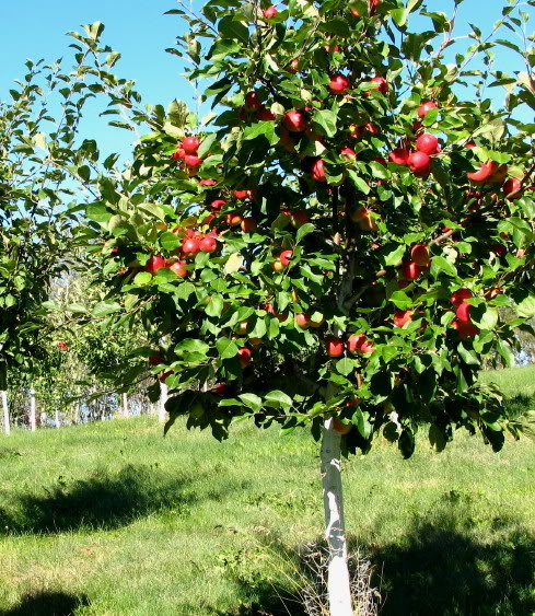 apple tree inspirational quotes quotesgram apple tree inspirational quotes quotesgram