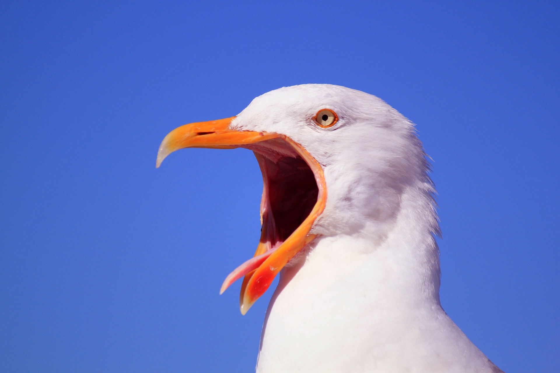 jonathan livingston seagull Read this article to know about the novella jonathan livingston seagull family and opens a school for his fellow seagulls where he gives them flying lessons. jonathan livingston seagull Read this article to know about the novella jonathan livingston seagull family and opens a school for his fellow seagulls where he gives them flying lessons.