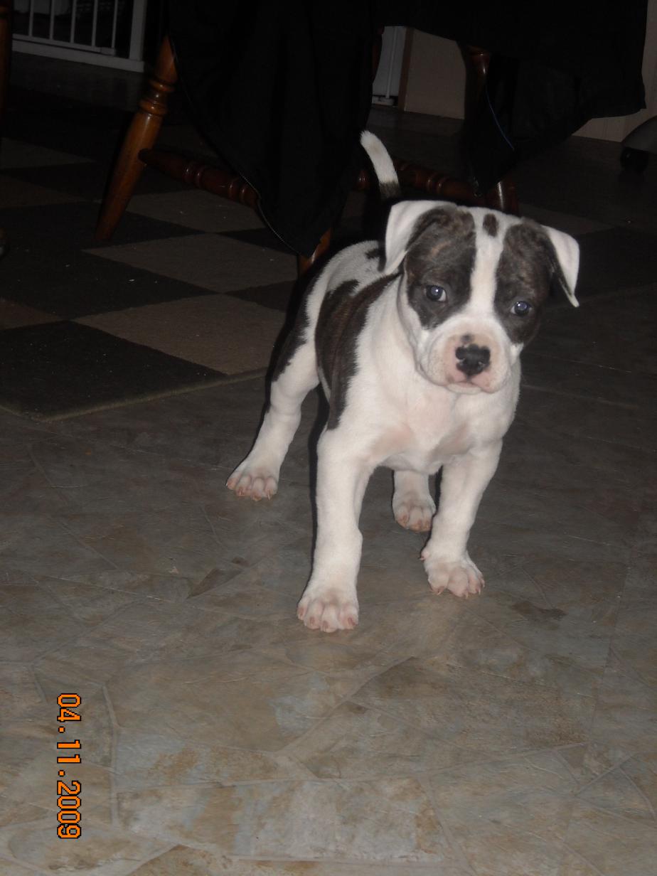 how many puppies do pitbulls in the litter pitbull littering quotes quotesgram how many puppies do pitbulls in the litter pitbull littering quotes quotesgram