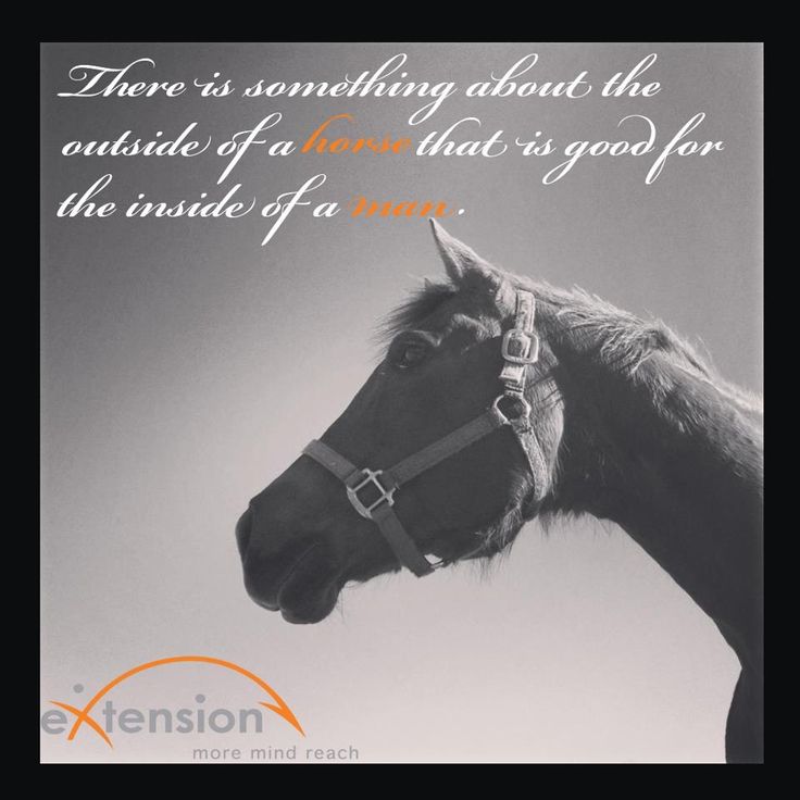 Winston Churchill Horse Quotes. QuotesGram