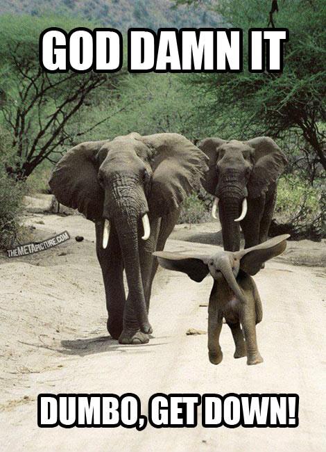 Funny Elephant Pictures With Quotes. QuotesGram