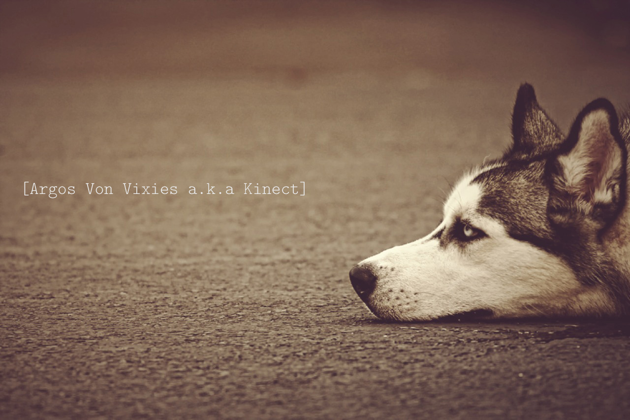 puppy quotes sayings huskies puppies quotes quotesgram puppy quotes sayings huskies puppies quotes quotesgram