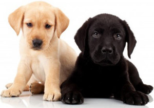 433295812-7032-yellow-and-black-labrador-retriever-puppy
