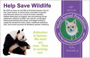 protect animals from becoming extinct essay help