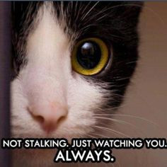 Funny Quotes About Internet Stalker. QuotesGram