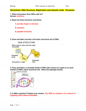 Dna structure essay