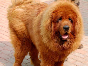 large fluffy breeds big fluffy dogs large fluffy breeds big fluffy dogs