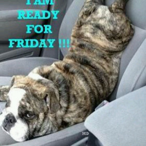 Finally Friday Quotes With Bulldogs. QuotesGram