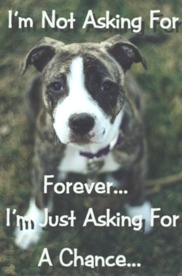 Quotes I Hate Animal Abusers. QuotesGram