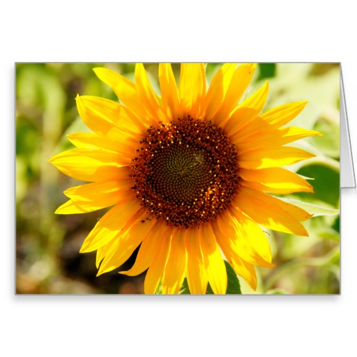 Sunflower Bible Quotes. QuotesGram